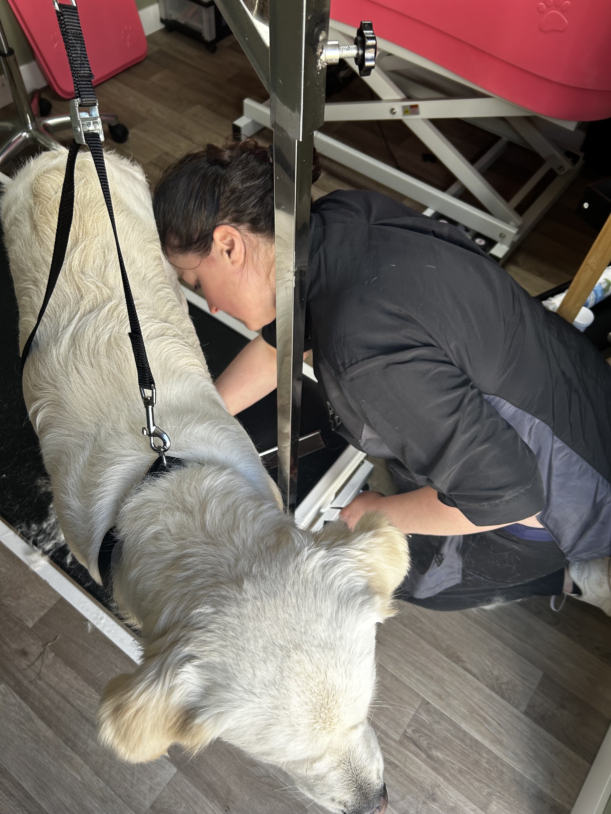De trimster werkt aan de poot van een grote hond in de trimbeugel