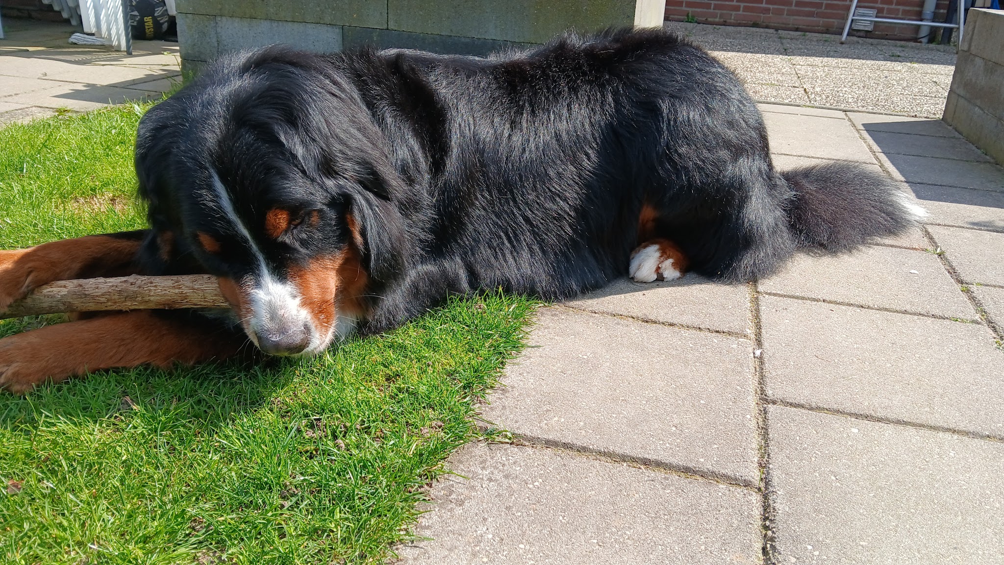 Een berner sennenhond ligt in de zon op de stoep met een tak