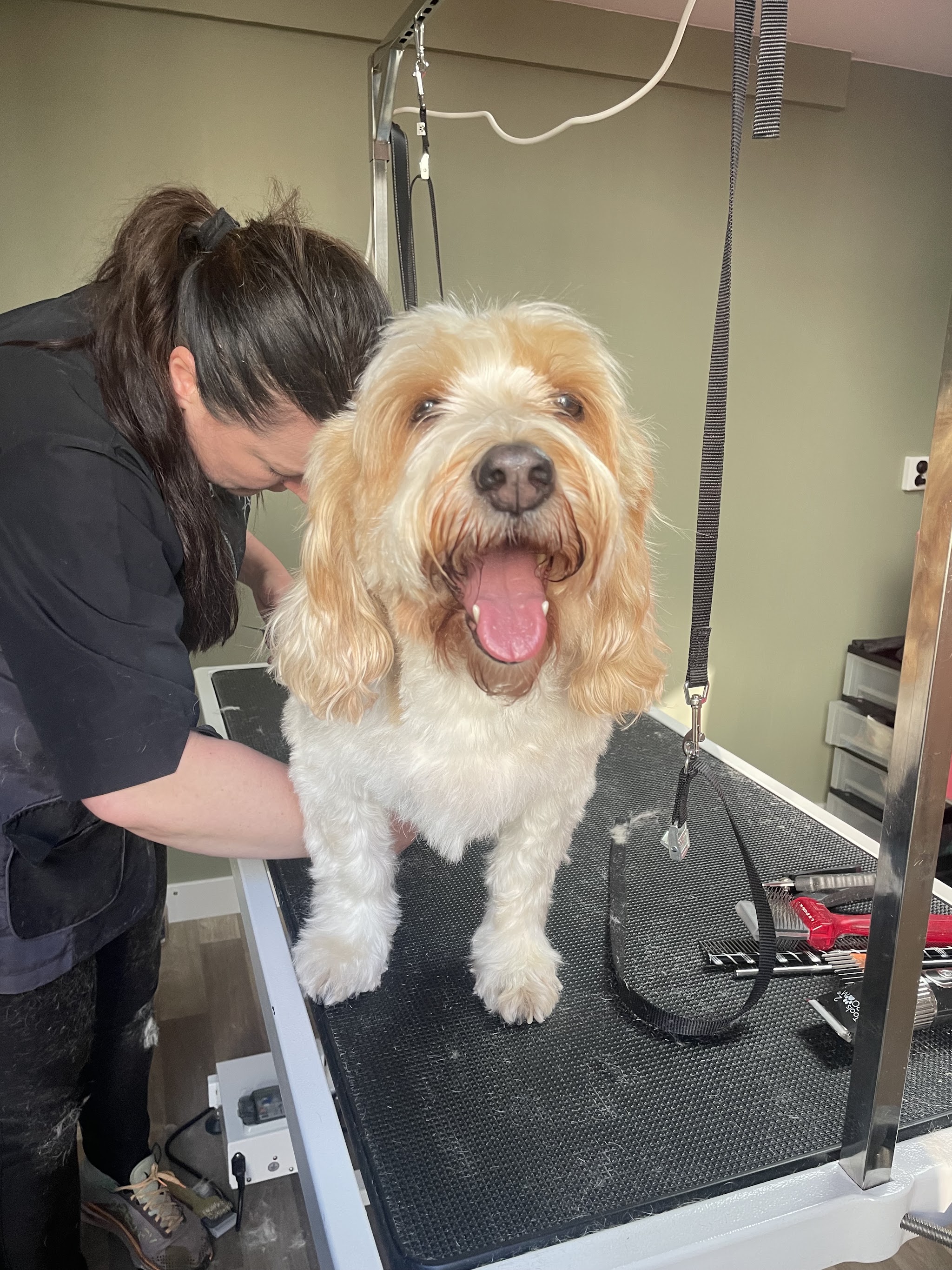 Een crèmekleurige labradoodle lacht op de trimtafel