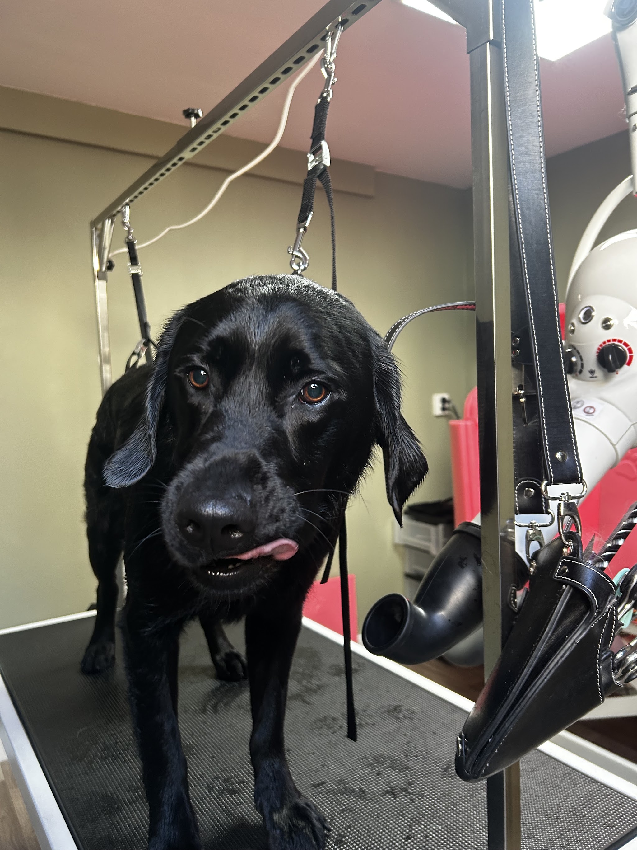 Een zwarte labrador staat gewassen op de trimtafel