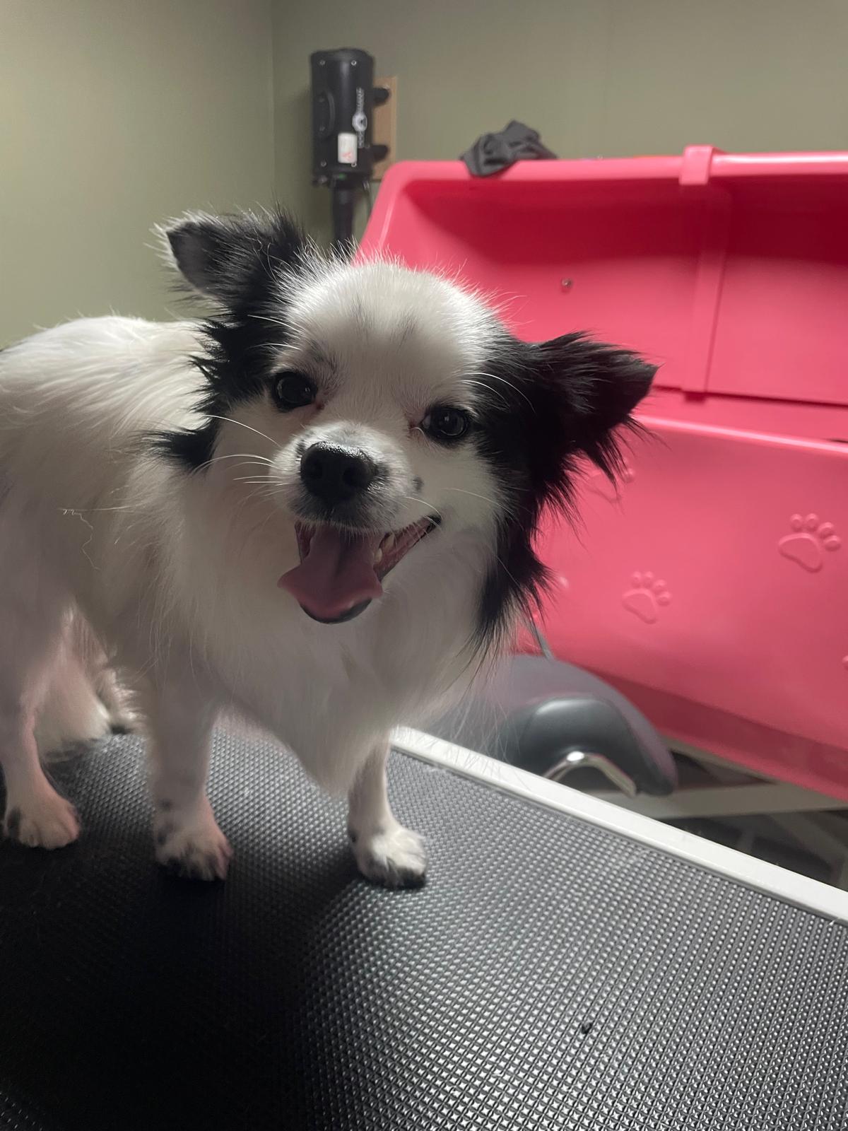 Een klein zwart met wit chihuahuaatje op de trimtafel