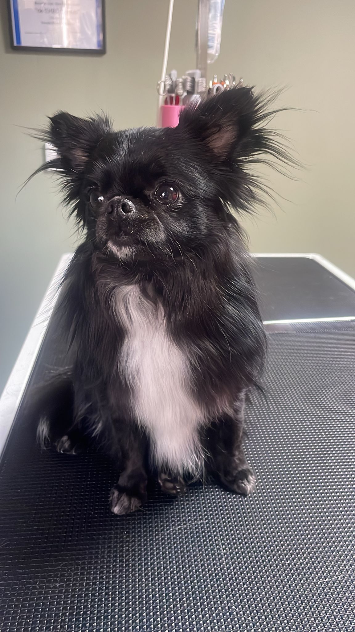 Een zwarte langharige chihuahua zit rustig op de trimtafel