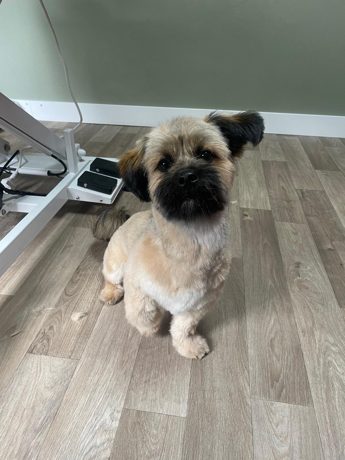 Een kort geknipte hond zit op de vloer van de salon