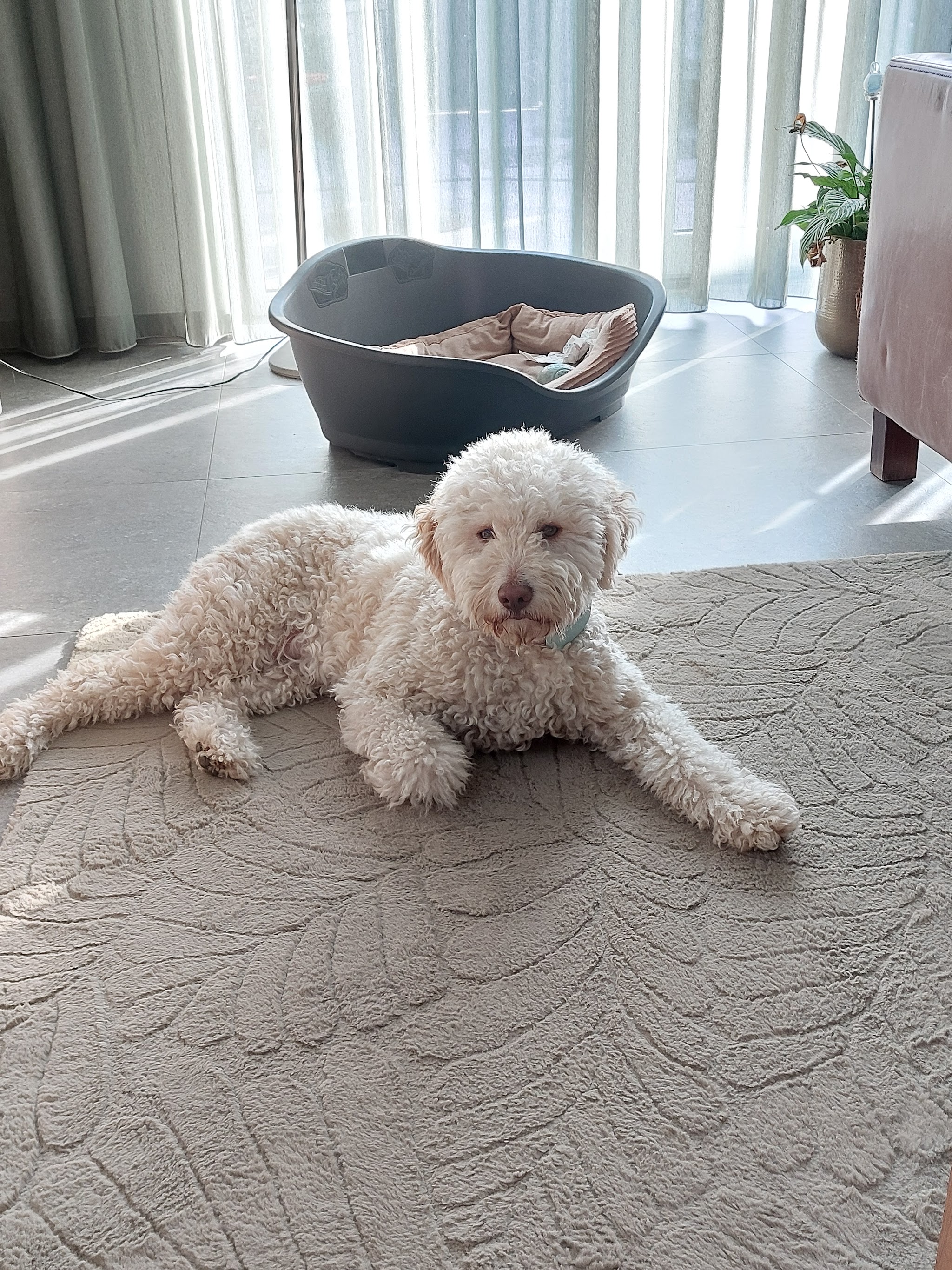 Een crèmekleurige lagotto ligt ontspannen thuis op het kleed